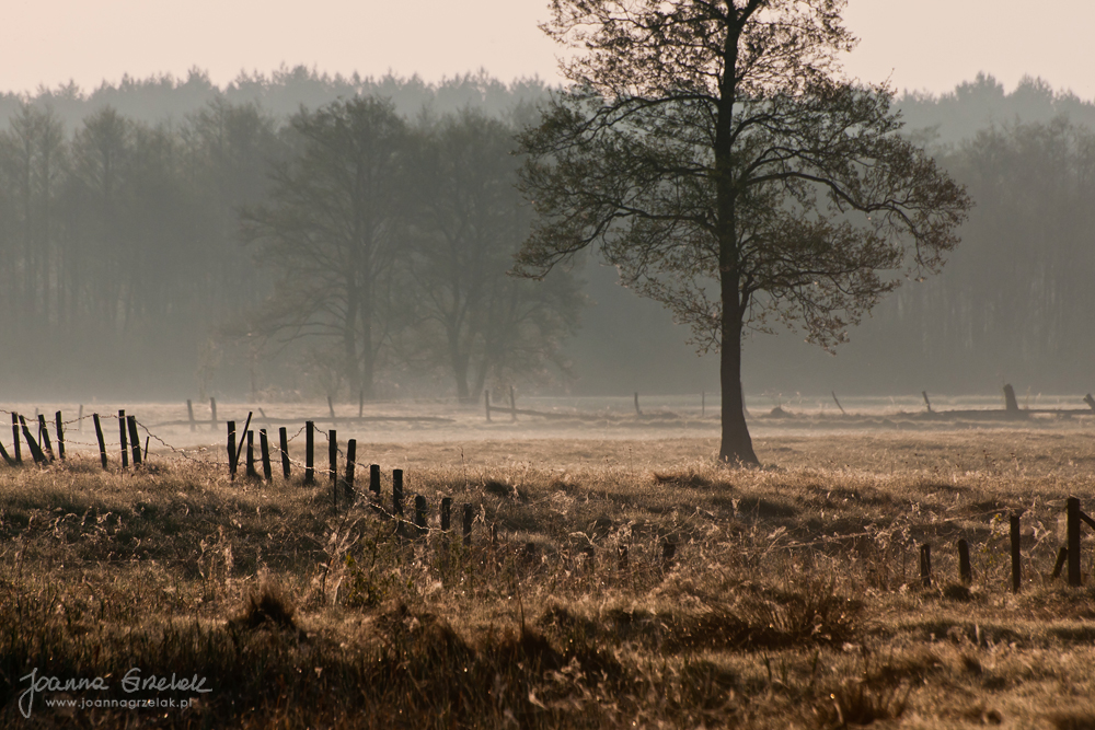 082_Biebrza - kwiecien 2012.jpg